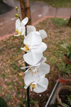 White Orchid Supported by Rod