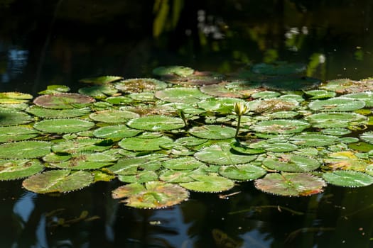 Tranquil pond with large Victoria Regia lily pads, embodying peaceful coexistence with water.