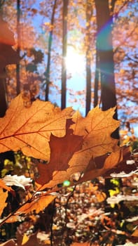 Beautiful brown oak leaves sway in wind in forest on sunny autumn day. Brightly shining sun, blue sky. Autumn leaves of tree close-up and sun beams. Autumn season. Natural background. Vertical video