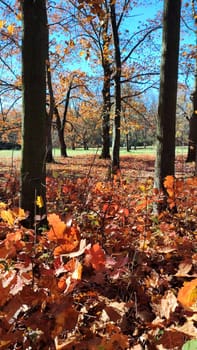 View of forest glade on sunny windy day in autumn. Red brown leaves on trees bushes, grass swaying in wind against clear blue sky with bright sun in autumn. Beautiful natural background Vertical video