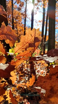 Beautiful brown oak leaves sway in wind in forest on sunny autumn day. Brightly shining sun, blue sky. Autumn leaves of tree close-up and sun beams. Autumn season. Natural background. Vertical video