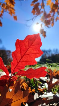 Beautiful bright red oak leaf grows in green grass in clearing in forest and swaying into wind on sunny day with blue clear sky close-up. Bottom view. Nature, environment background. Vertical video