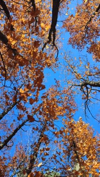 Treetops brown leaves swaying in wind on background clear blue sky on sunny autumn day. Bottom view. Forest woodland nature autumn seasonal backdrop. Beautiful natural background. Vertical video