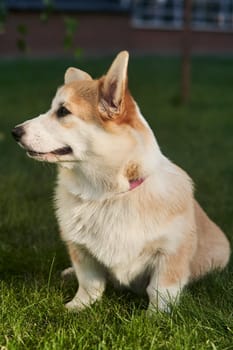 Welsh Corgi Pembroke dog sits on a manicured green lawn in a park in summer. High quality photo
