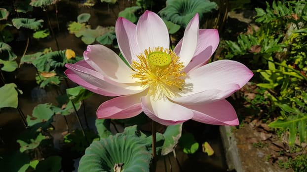 Beautiful pink waterlily or lotus flower in pond during sunny day