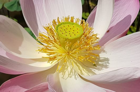 Beautiful pink waterlily or lotus flower in pond during sunny day