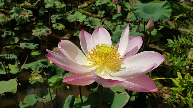 Beautiful pink waterlily or lotus flower in pond during sunny day