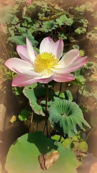 Beautiful pink waterlily or lotus flower in pond during sunny day