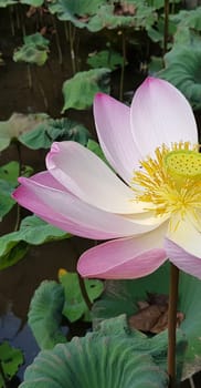 Beautiful pink waterlily or lotus flower in pond during sunny day