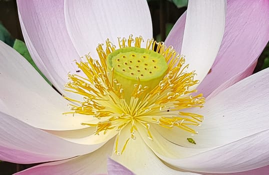 Beautiful pink waterlily or lotus flower in pond during sunny day