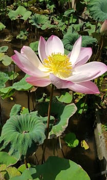 Beautiful pink waterlily or lotus flower in pond during sunny day