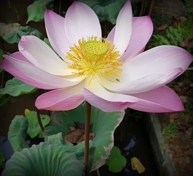 Beautiful pink waterlily or lotus flower in pond during sunny day