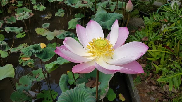 Beautiful pink waterlily or lotus flower in pond during sunny day