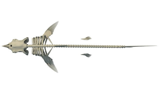 Great White Shark Skeleton 3D rendering model on white background