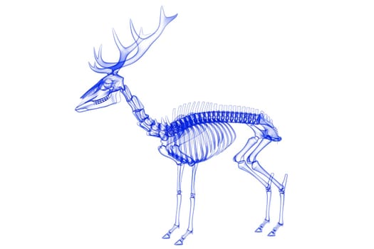 Transparent 3D rendering model of Deer Skeleton on white background