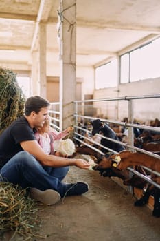 Dad and little daughter feed goats through the fence with cabbage and hay. High quality photo