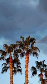 Palm trees in sunset rays against background of blue sky, copy space, vertical frame.