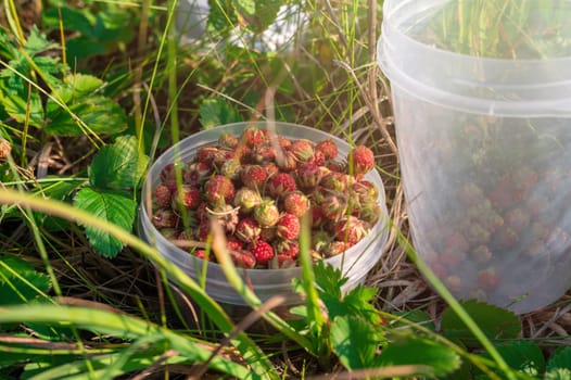 Gathering wild strawberry in a grove in sunny beauty day