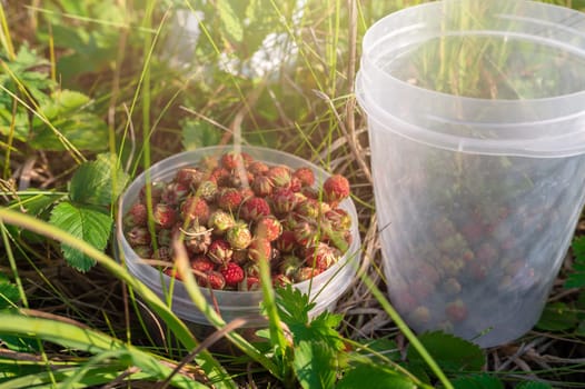 Gathering wild strawberry in a grove in sunny beauty day