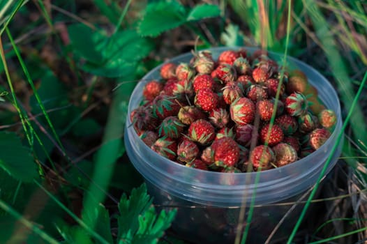 Gathering wild strawberry in a grove in sunny beauty day