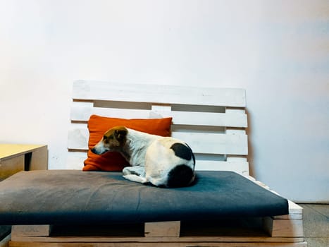 Animal sleep. Doggy lying on a couch in a bright room.