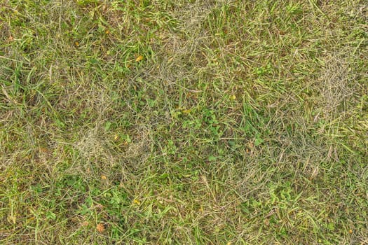 Grass texture. High detailed texture.