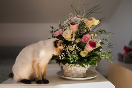 Portrait cat sitting on top of table, aesthetic siamese cat. Pet