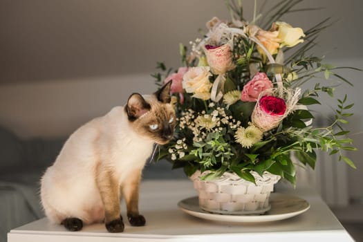 Portrait cat sitting on top of table, aesthetic siamese cat. Pet