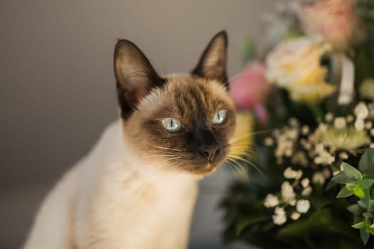 Portrait cat sitting on top of table, aesthetic siamese cat. Pet