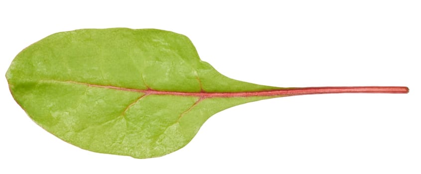 Beet leaf for salad on a white isolated background, top view