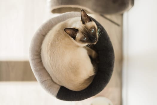 Portrait of elegant beige Siamese cat lying with blue eyes. Pet sits comfortably. Sleek well-groomed thoroughbred brown cat.