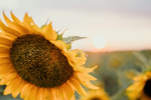 Close-up of a sunflower growing in a field of sunflowers during a nice sunny summer day with some clouds. Helianthus