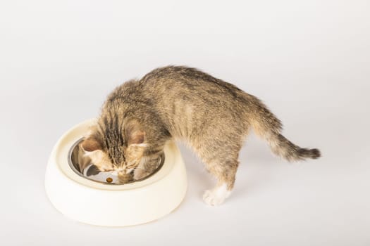 Capturing an isolated beautiful tabby cat's feeding time as it sits beside a food bowl on the floor eagerly eating a meal. The cat's curiosity and full belly add to its adorable nature.