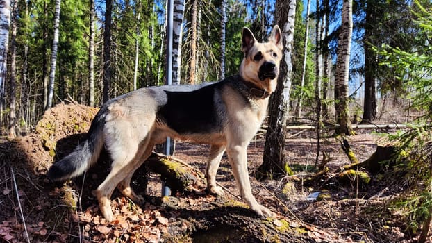 Dog German Shepherd in the green forest in summer, spring or autumn season. Big Russian eastern European dog veo walk on nature landscape