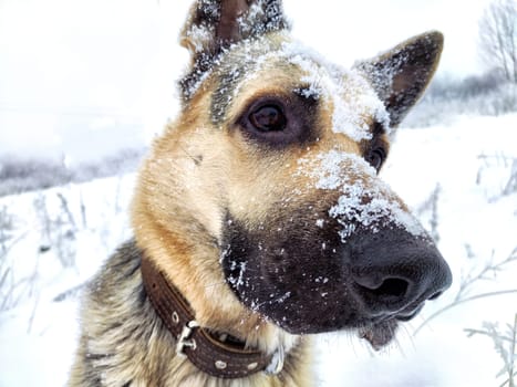 Dog German Shepherd in winter day and white snow arround. Waiting eastern European dog veo and white snow