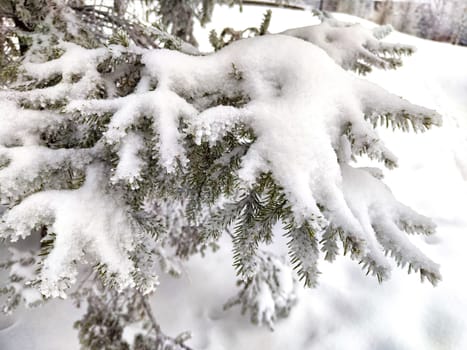 Snow-covered spruce in a forest on a frosty day. Fir branches in the snow
