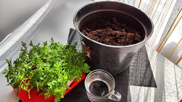 Planting marigold flowers in pot. Reproduction of plants in spring. Young flower shoots and greenery for garden. Bucket of earth, green bushes and twigs with leaves