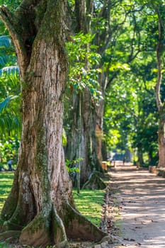 Tall trees create serene trail shadows amidst lush, sunlit forest.