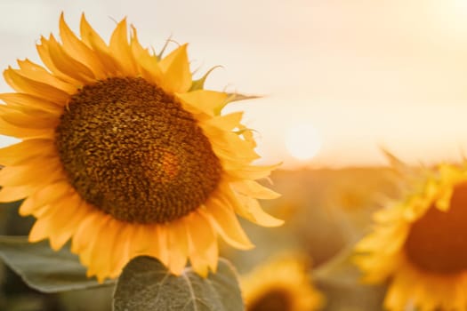 Close-up of a sunflower growing in a field of sunflowers during a nice sunny summer day with some clouds. Helianthus