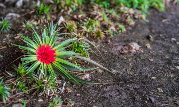 Vivid red flower contrasts with green foliage on forest ground.