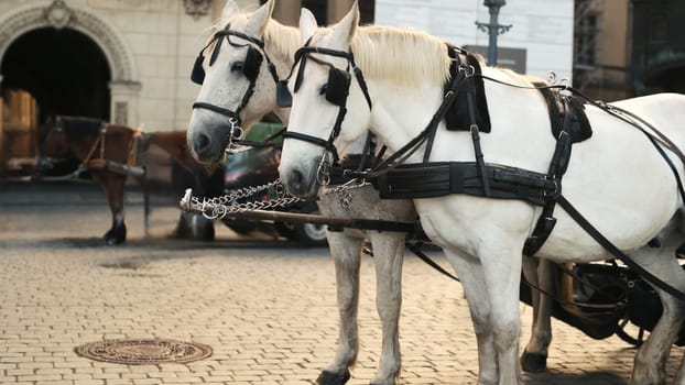 White Horses In An Old City Center In Europe Provide Entertainment For Tourists