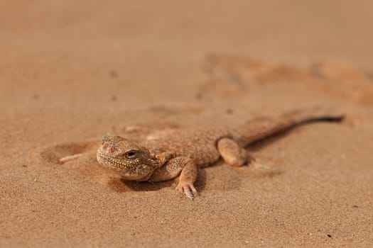 Toad-headed agama, Phrynocephalus mystaceus. Calm desert roundhead lizard on the sand in its natural environment. A living dragon of the desert Close up. incredible desert lizard.