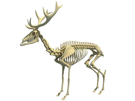 Deer Skeleton anatomy 3D rendering model on a Black background