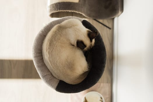 Small siamese cat sleeping on her cat's bed with soft cozy environment. Pet concept.