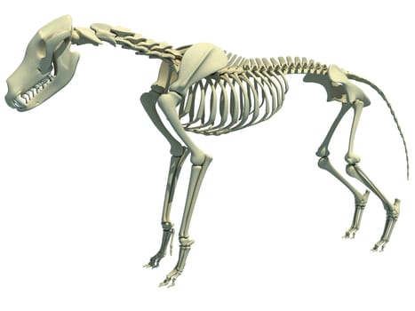 Wolf Skeleton 3D rendering model on white background