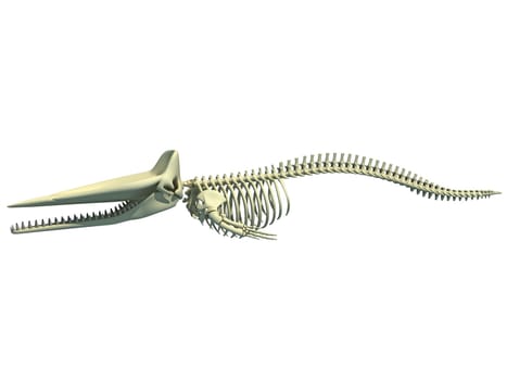 Sperm Whale Skeleton 3D rendering model on white background