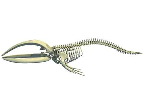 Right Whale Skeleton 3D rendering model on white background