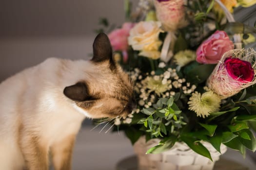 Hungry siamese cat portrait. Kitten is smelling flowers waiting for snacks on background of basket with roses at home.