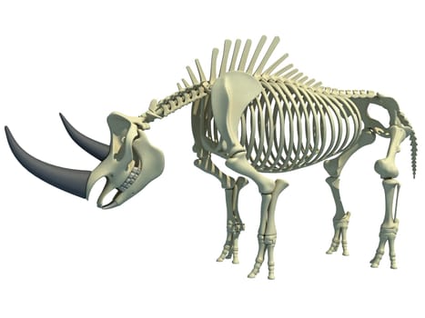 Rhino Rhinoceros Skeleton 3D rendering model on white background