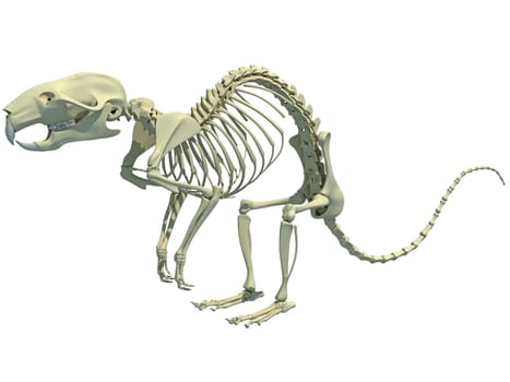 Rat Skeleton anatomy 3D rendering model on white background